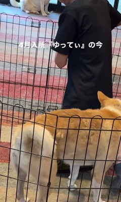 ゆってぃ君の変化5