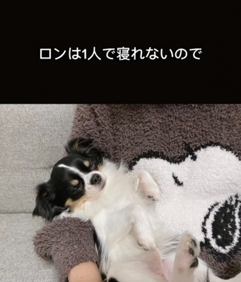 抱っこされて眠る犬
