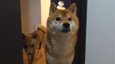 集まってくる犬と猫たち