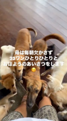 女性の足元に集まる犬たち