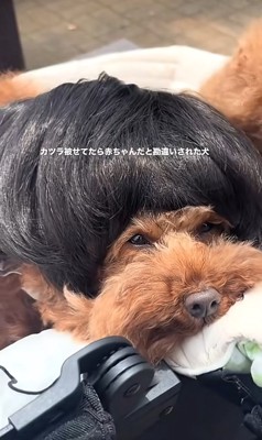 カツラを被ったワンコ2