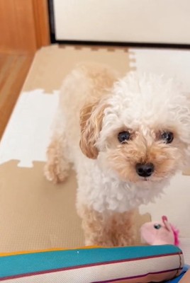 遊んでほしいらなちゃん