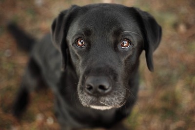 見上げてくる黒い犬