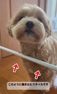 飼い主さんを見るもち太くん