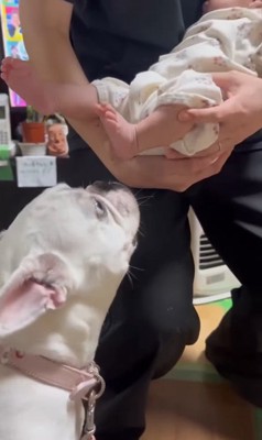 コロちゃんと赤ちゃんの初対面8