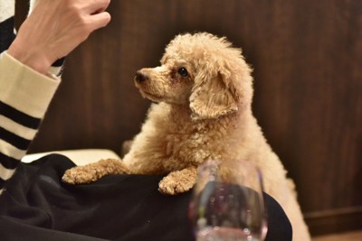 飼い主の膝に前足を乗せるトイプー