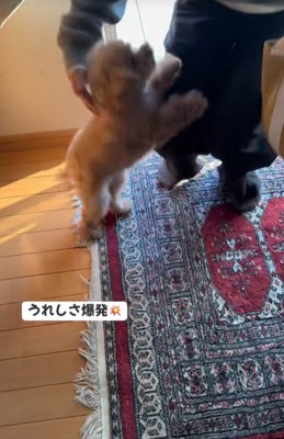 喜んでじゃれつく小型犬