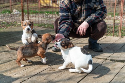 子犬の社会化トレーニング