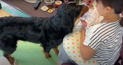 授乳クッションの上で抱っこされている新生児の口の匂いを嗅ぐ大型犬