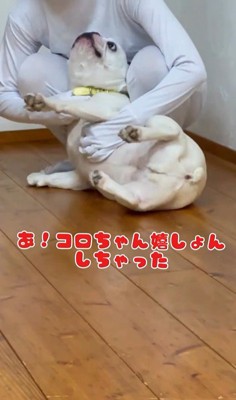 壁と同化したらコロちゃんは気づく？⑩