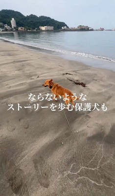 海辺を散歩する犬