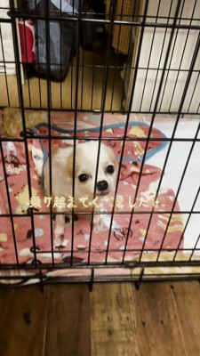 ケージの中でしっぽを振る白い犬