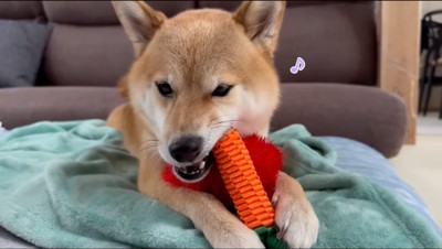 にんじんのおもちゃを噛んで遊ぶ雌の柴犬