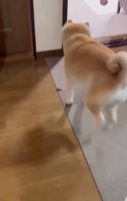 ボールを投げてもらう柴犬