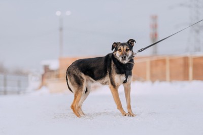 尻尾を下げている茶黒の折れ耳の犬