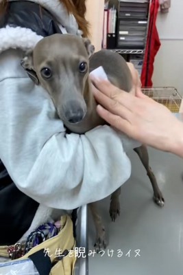 カメラ目線のティナちゃん