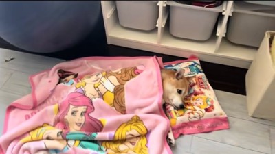 毛布をかける柴犬