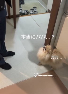 斜め上を見ている小型犬