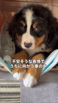 車の中で不安そうな表情を浮かべる子犬