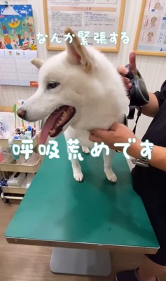 注射を打った時のだい吉くん2