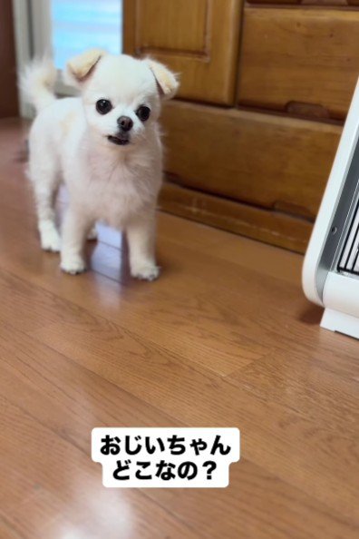 「おじいちゃんはどこ？」