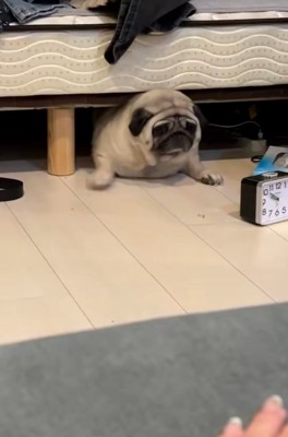 あざらしみたいなしーちゃん