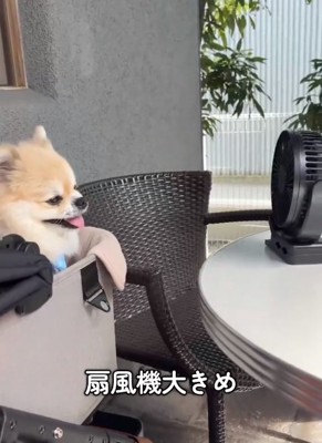 風を浴びるつくねくん