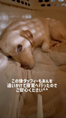 上目遣い犬、結局寝室に行った犬