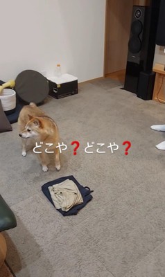 お兄ちゃん帰省時のハルちゃん2