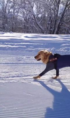 ゲレンデを爆走するリコくん5