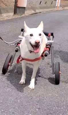 サニーちゃんを車いすに乗せたら8