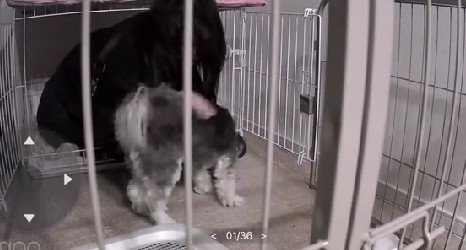 にうちゃんを呼んで…