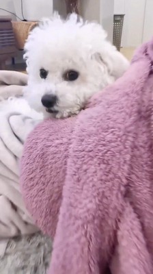 ピンクの毛布にアゴを乗せる犬