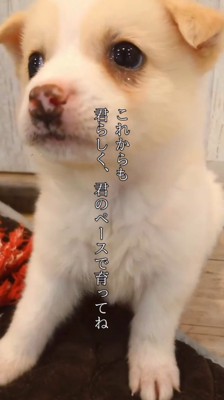 上を見上げる小さな子犬