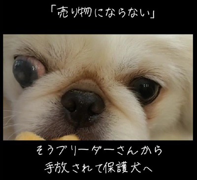 「売り物にならない」