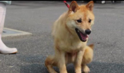 重度のパテラを抱えていた