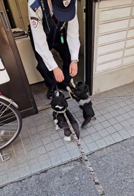 警察官に撫でてもらう2匹の犬
