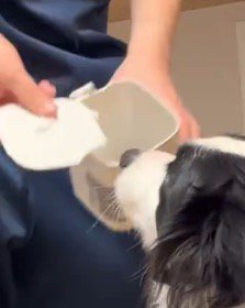 壊れたゴミ箱を犬に見せる男性