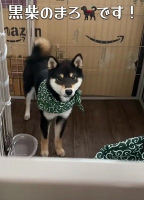 呼んでも来ない