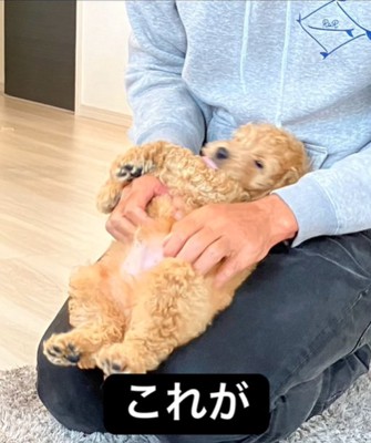 膝の上で眠る犬