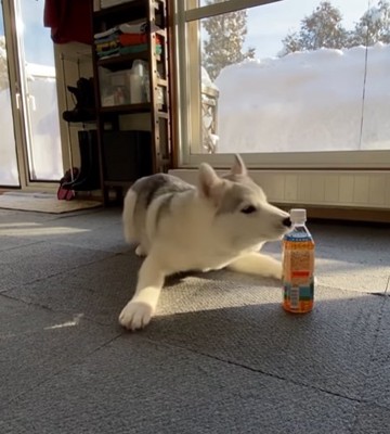 ペットボトルに吠える子犬