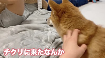 ママのところへ