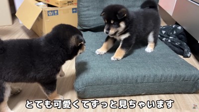 再び遊び始める2匹