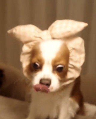 舌なめずりする犬