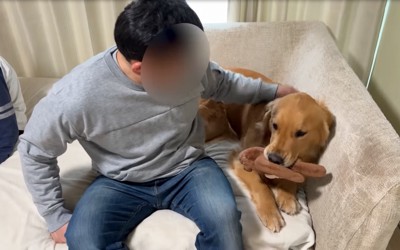 ソファの上で撫でてもらう大型犬