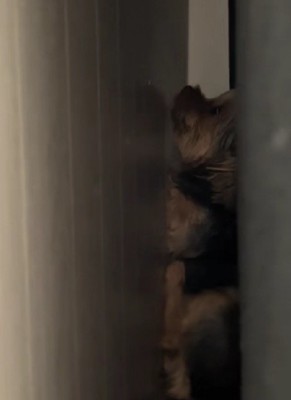 「おもらししちゃった…」