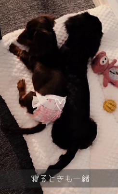 仲睦まじい姿にホッコリ