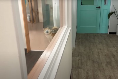 驚いて固まる柴犬