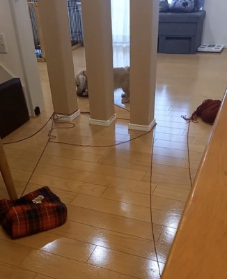 柱の間にいる犬
