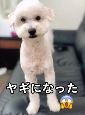 ヤギになった！！